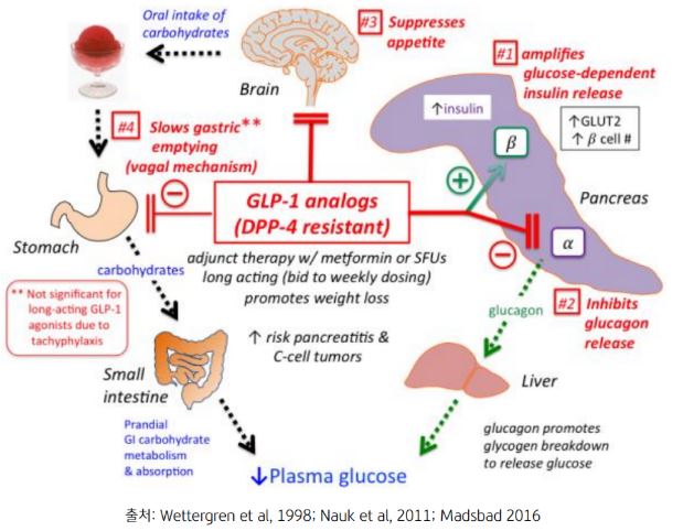 'glp-1'을 활용한 당뇨병 치료제 개발의 시작.